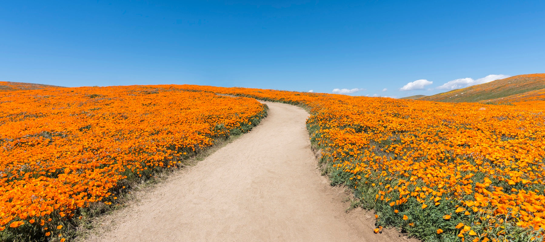 Field of flowers representing the microbiome