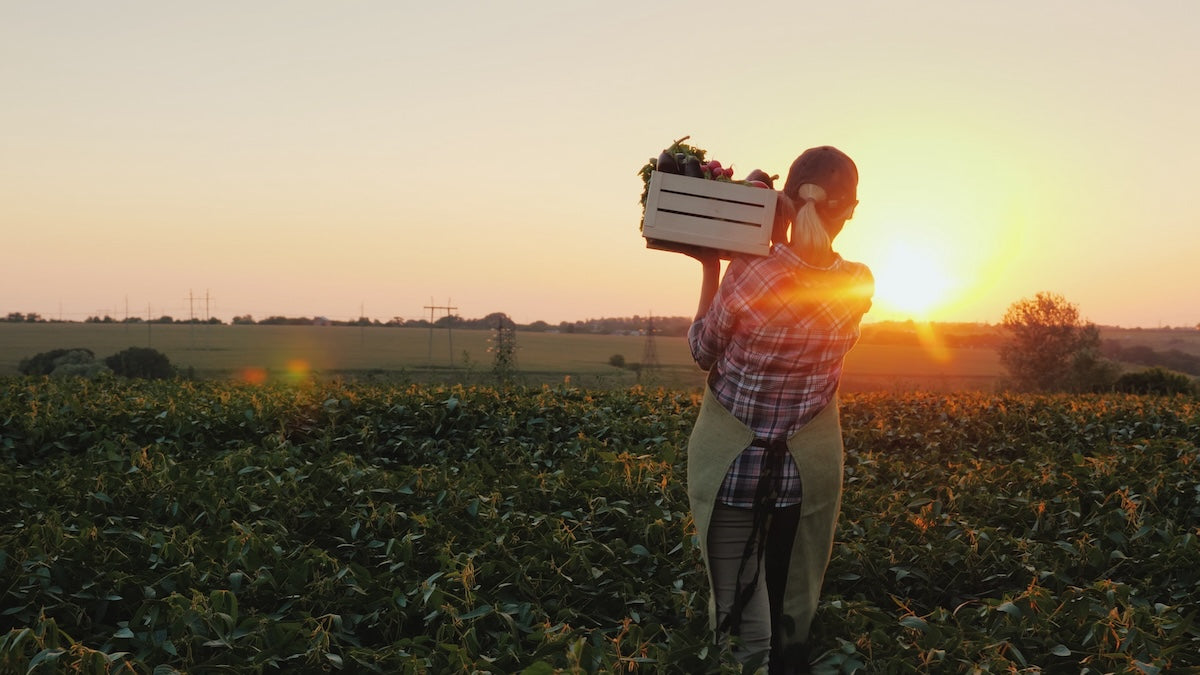 Farmana farmer during sunset