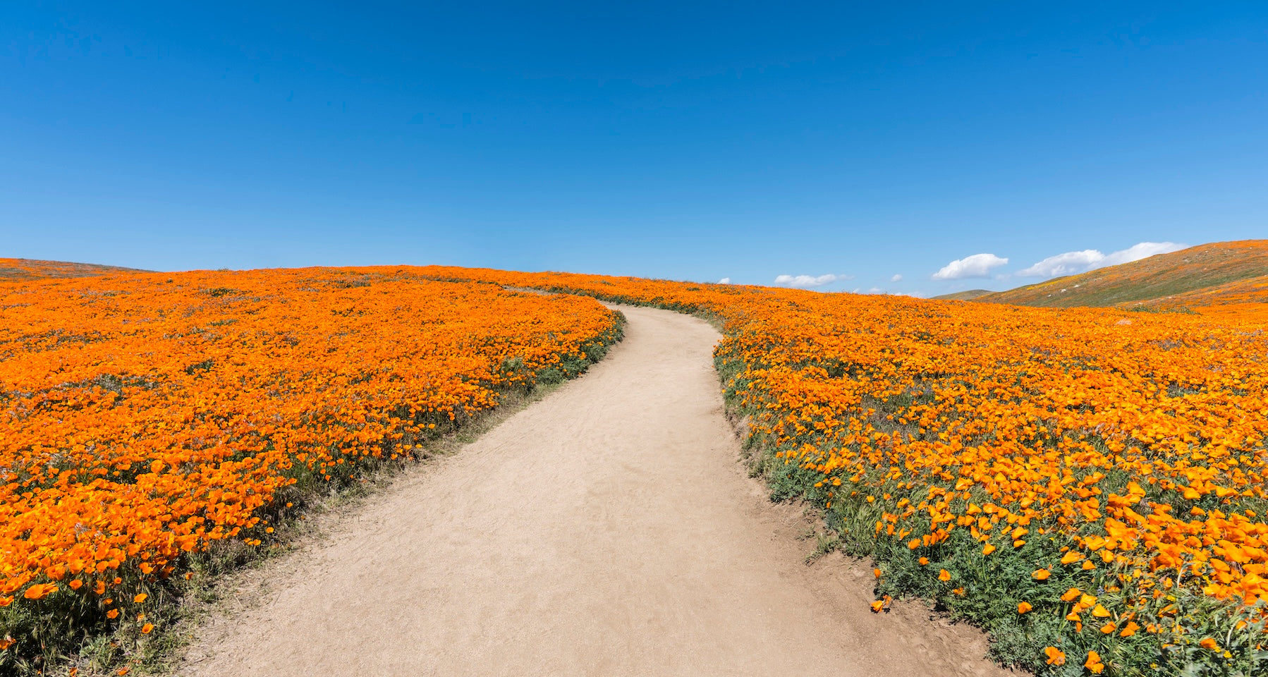 Field of flowers representing the microbiome