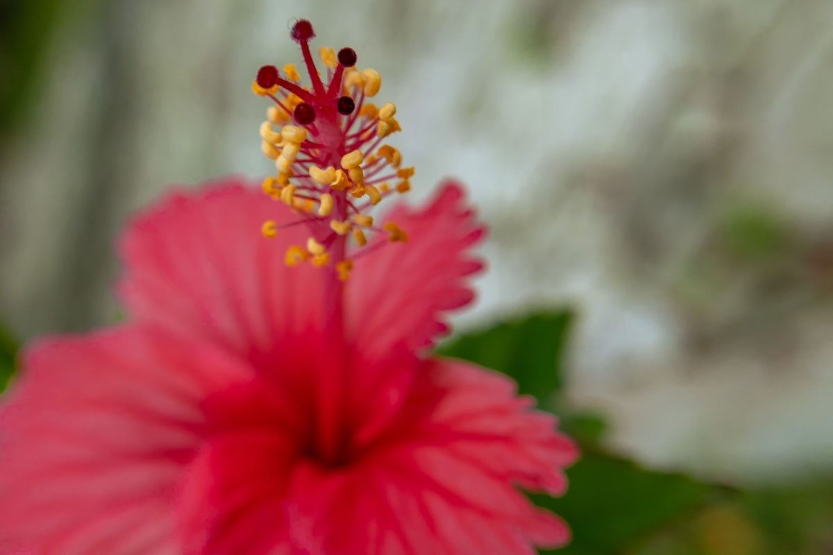 Image_hibiscus.jpg